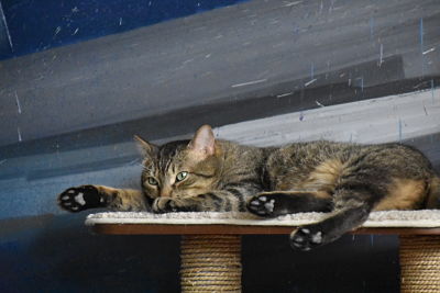 el-cafe-de-los-gatos