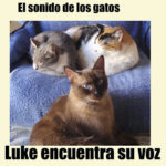 literatura-juvenil-gatos